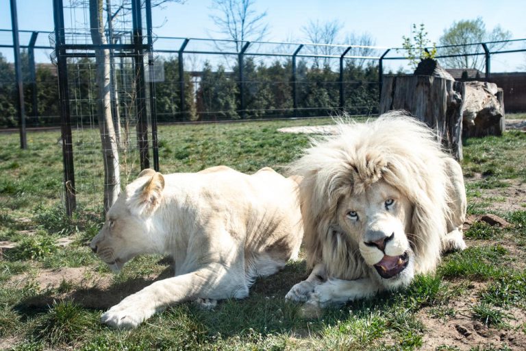 zoo borysew