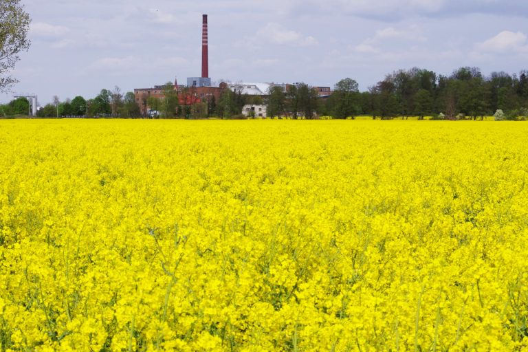 rzepak leśmierz