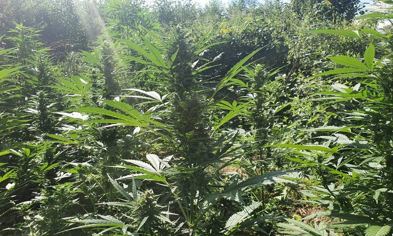 gigantyczna plantacja marihuany