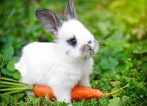 mini królik