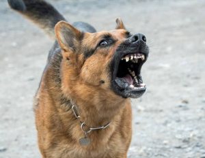 agresywny pies ozorków