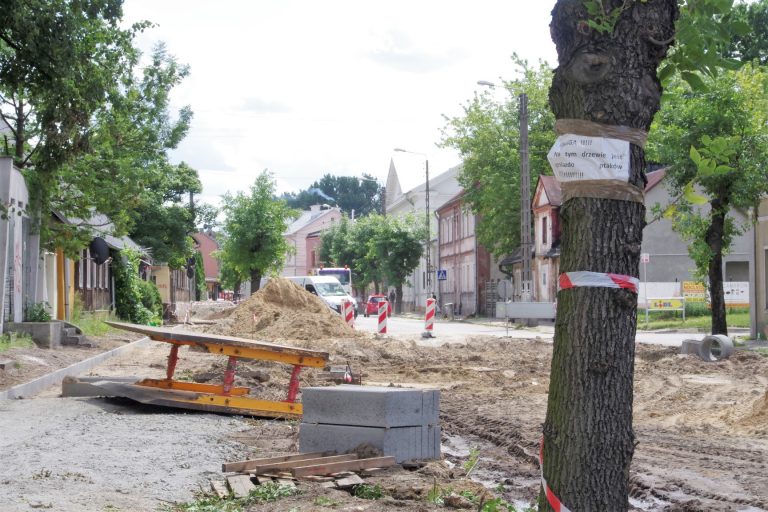 wycinane drzewa ozorków