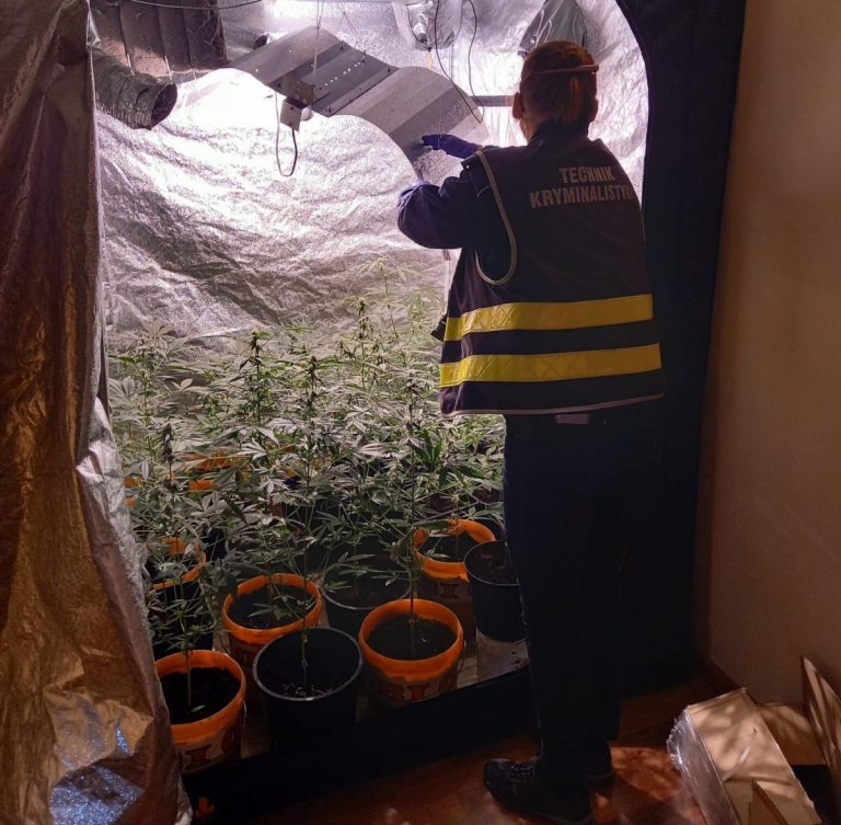 łęczyca marihuana