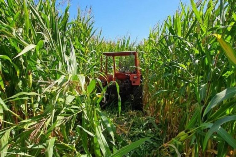 traktor w kukurydzy