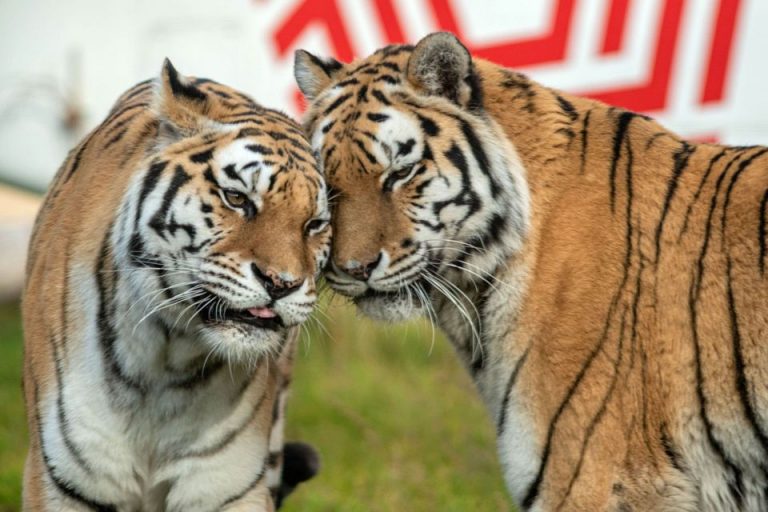 zoo łódź
