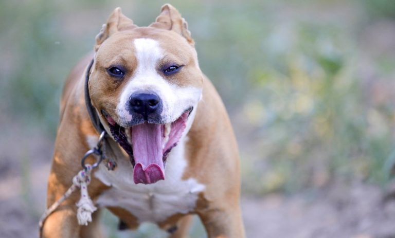 amstaff