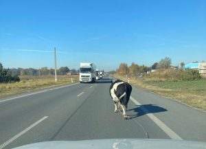 krowa na drodze