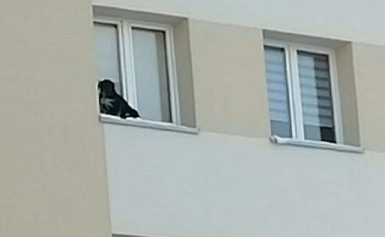 pies parapet