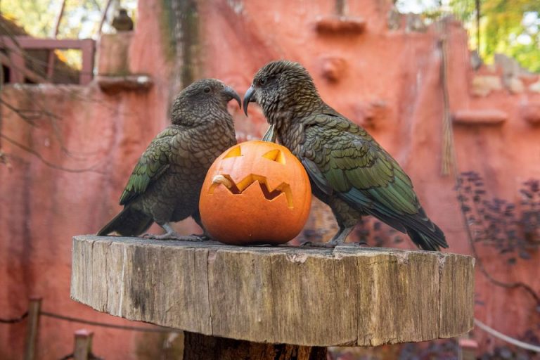 zoo halloween