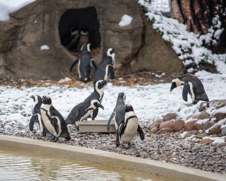 zoo mikołajki