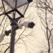 monitoring w parku