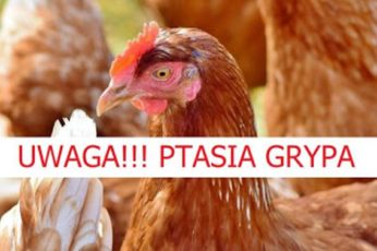 ptasia grypa