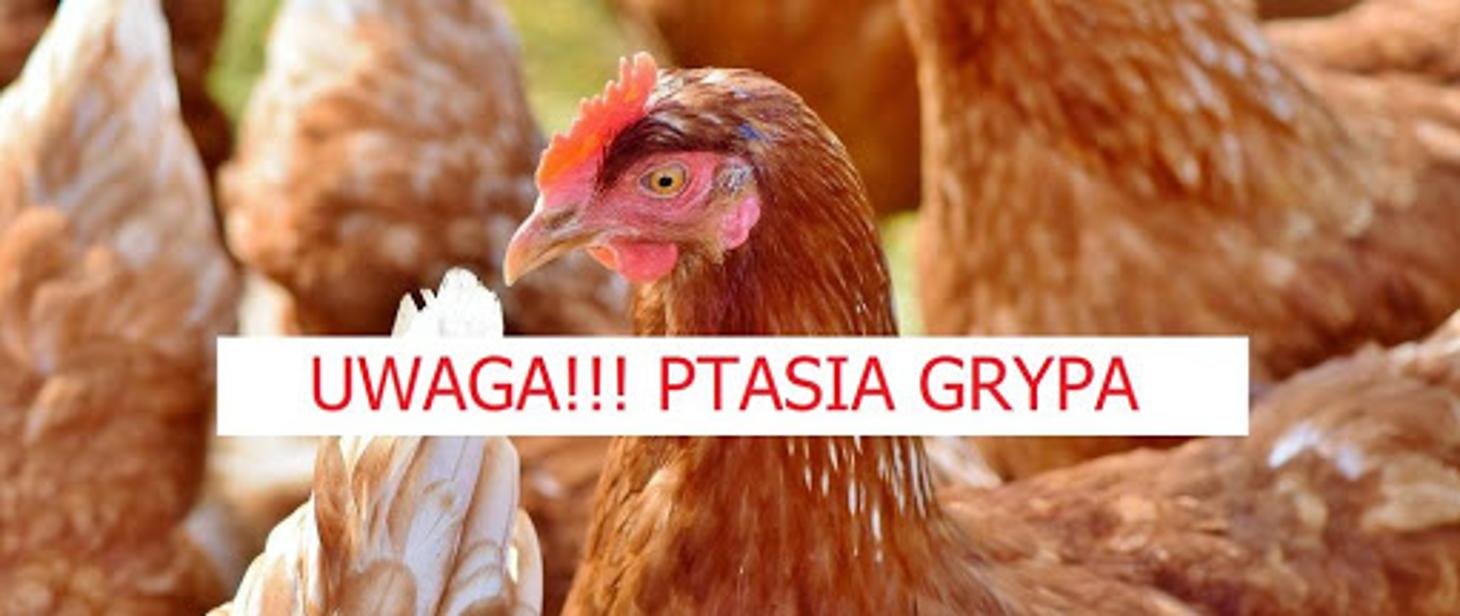 ptasia grypa