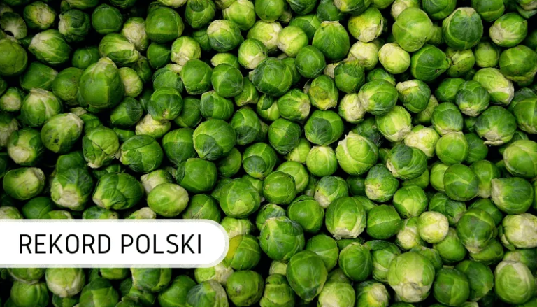 największa brukselka