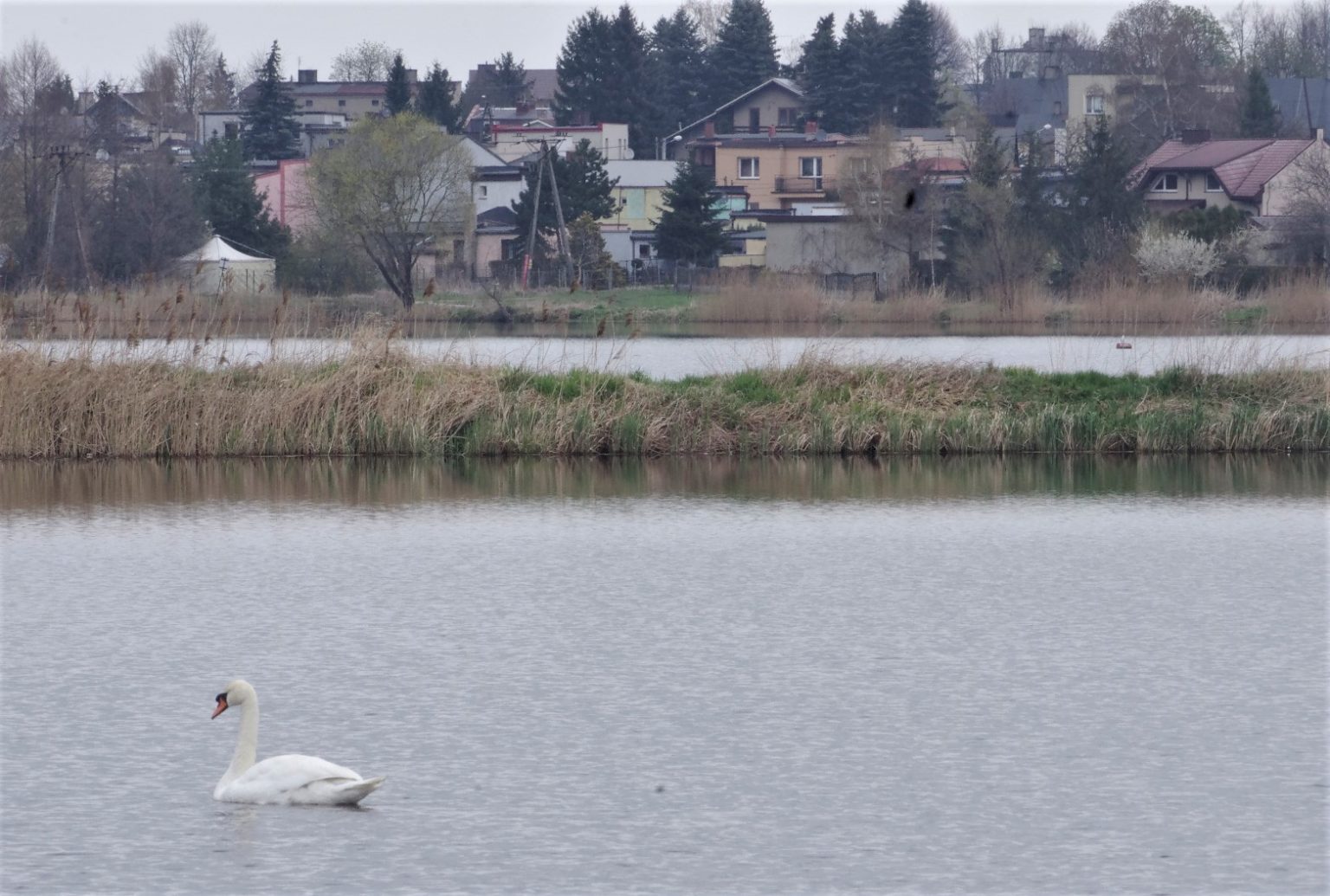 łabędź