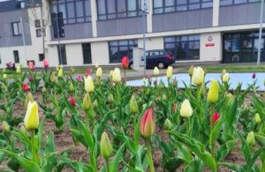 tulipany prokuratura