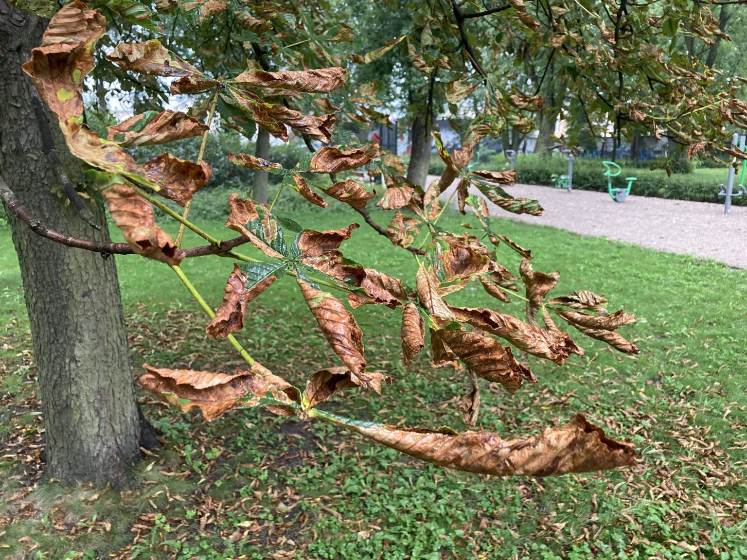 szkodnik w parku