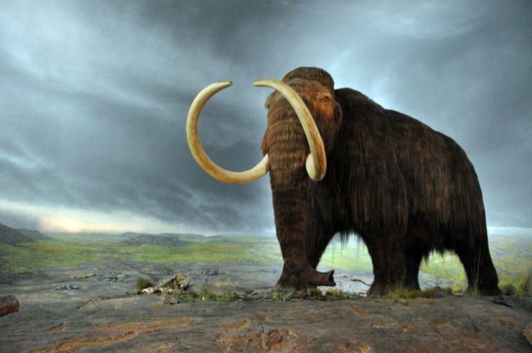 mamut