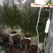 marihuana w piwnicy