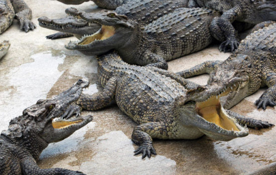 krokodyle