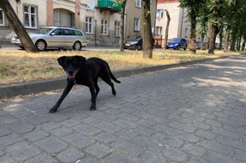 bezpańskie psy