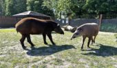 irek tapir