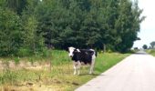 krowa na poboczu