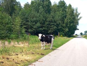 krowa na poboczu