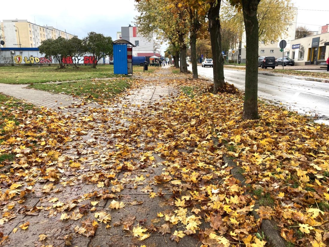 liście na chodniku