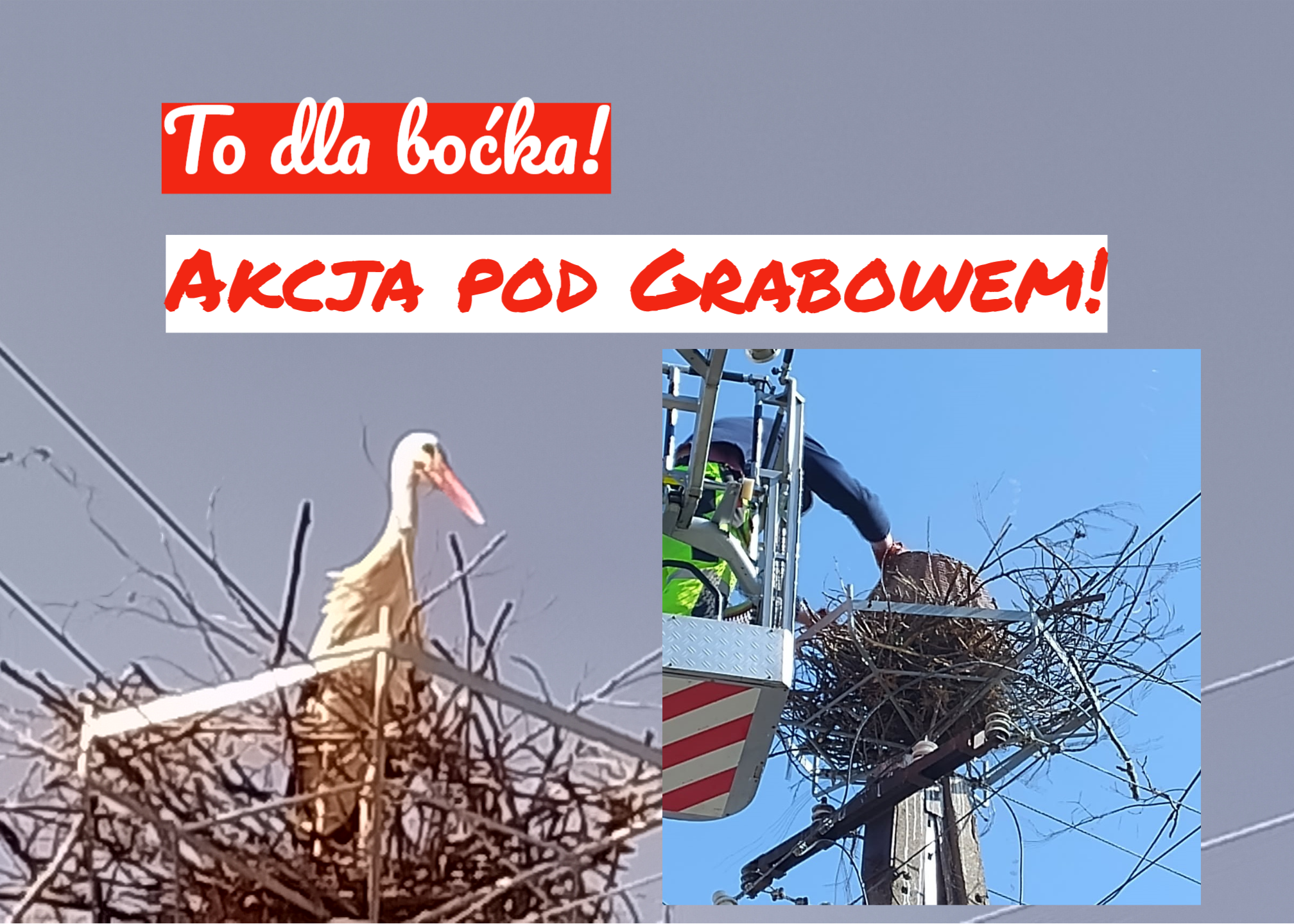 dla bociana