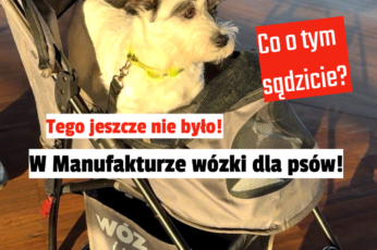 wózki dla psów