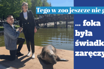 zaręczyny
