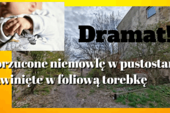niemowlę