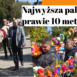 palma wilamów
