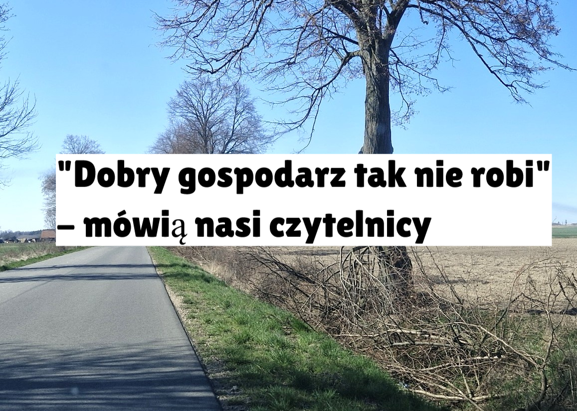 gałęzie w rowie