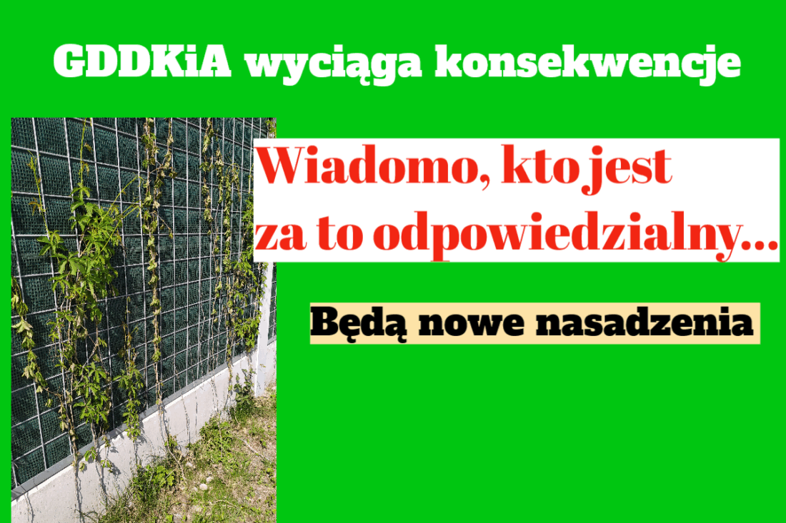 bluszcz