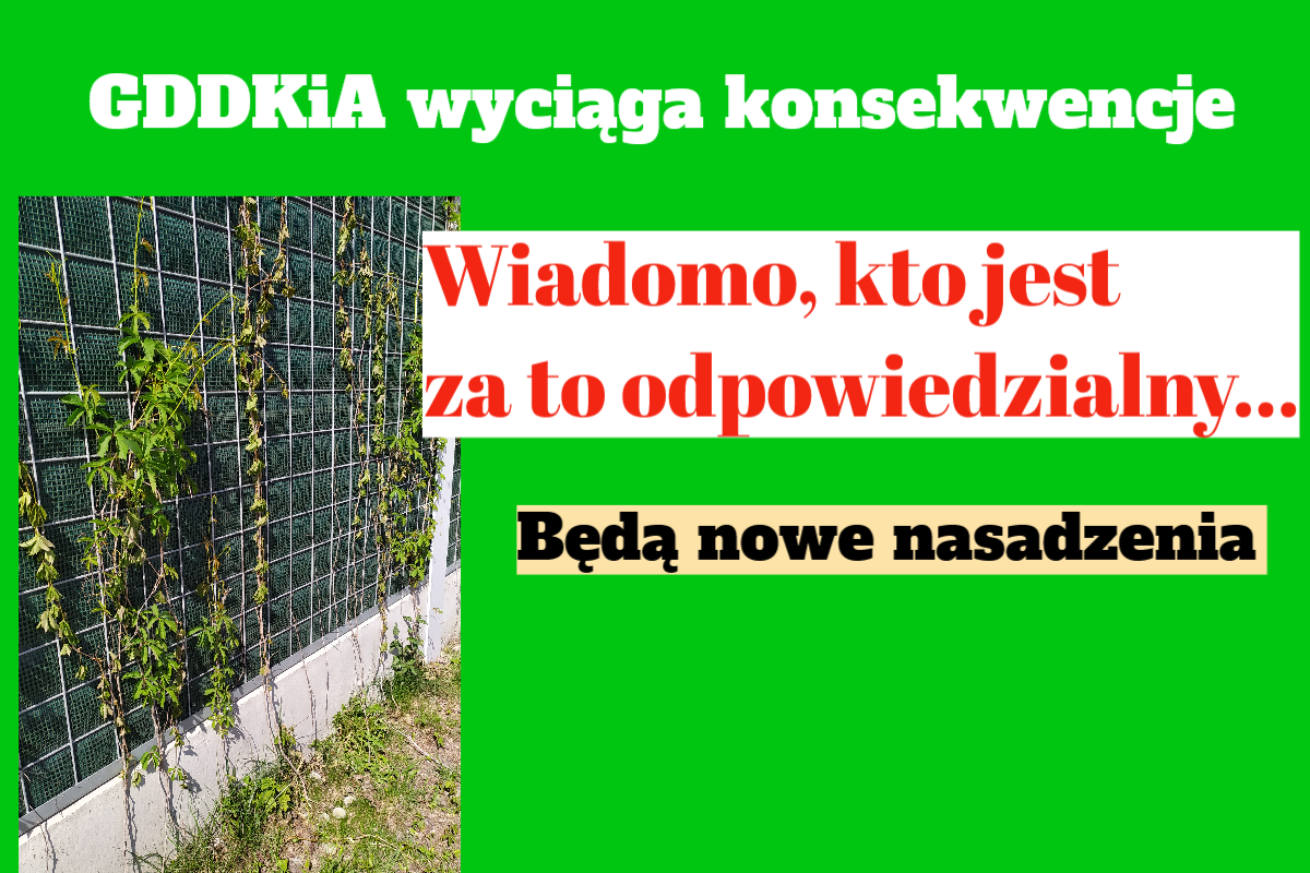 bluszcz