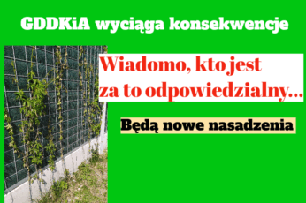 bluszcz