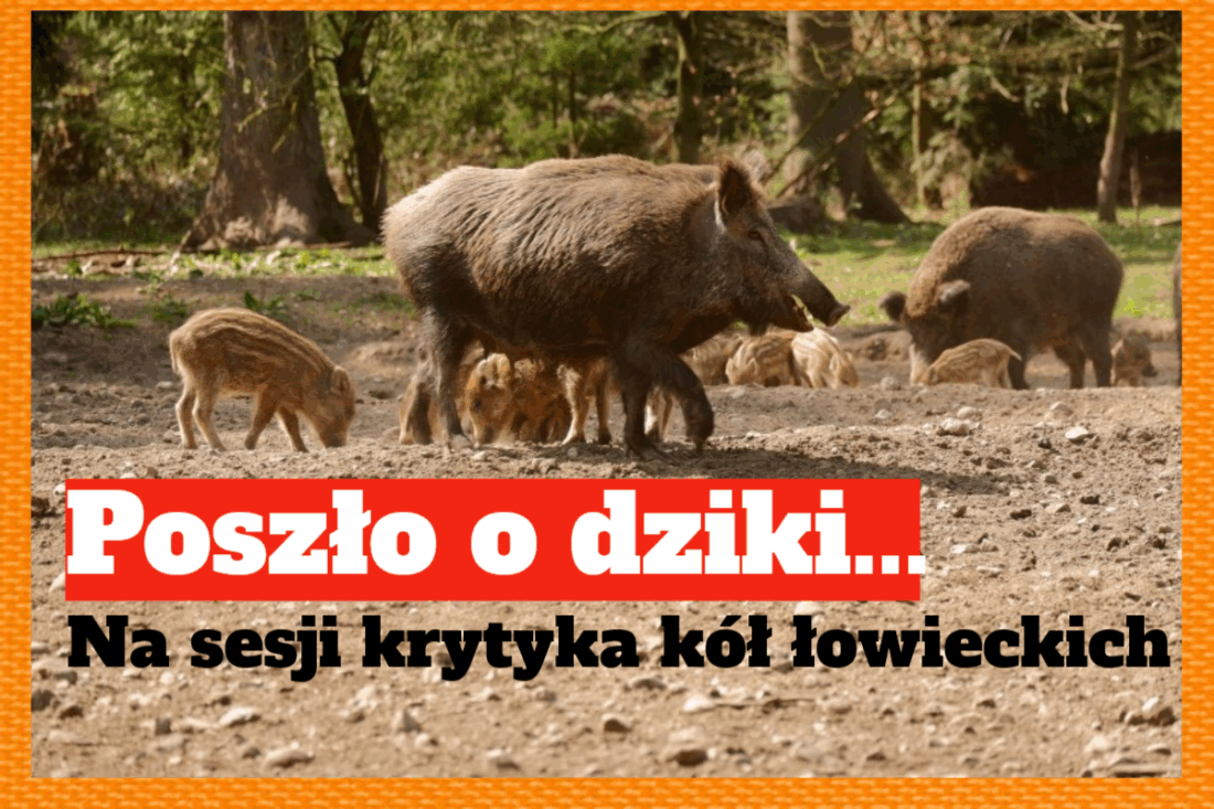 dziki