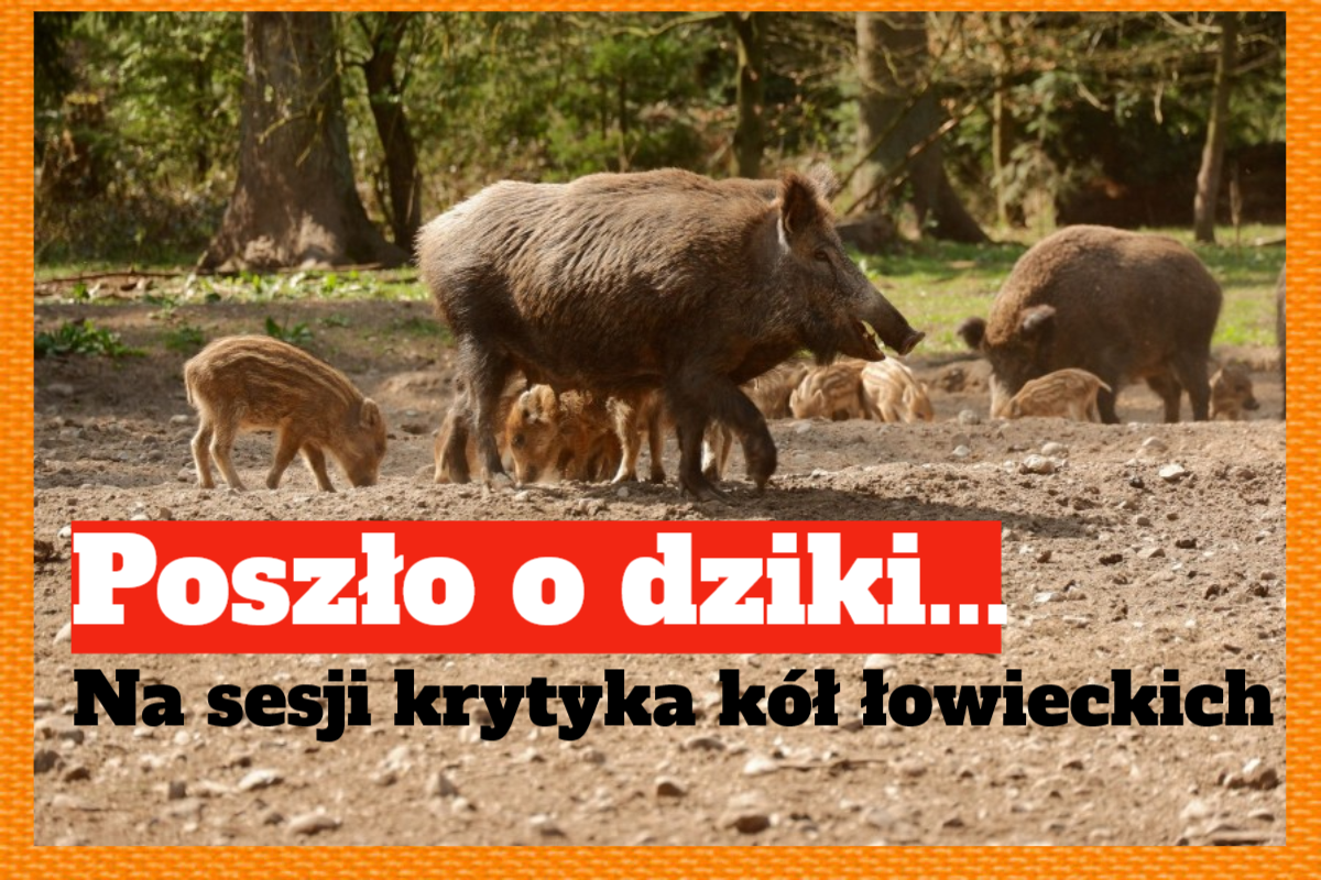 dziki