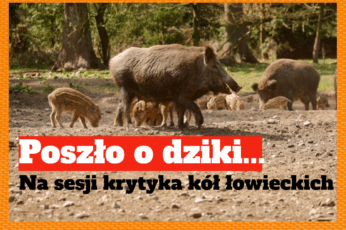 dziki