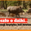 dziki