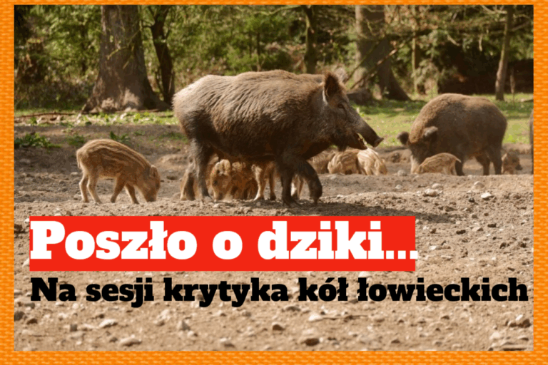 dziki