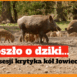 dziki