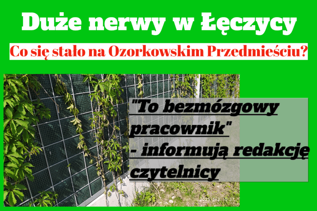 dzikie wino