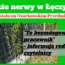 dzikie wino