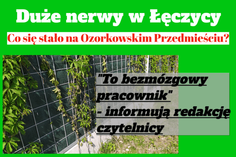 dzikie wino