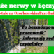 dzikie wino