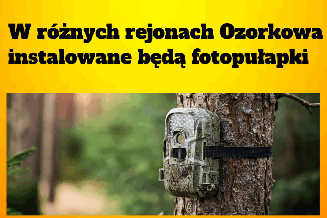 fotopułapki