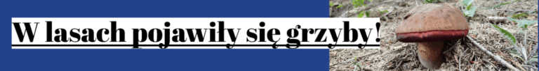 grzyby